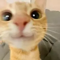 costalwavezz