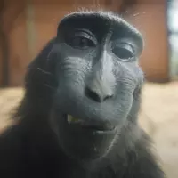 therizzmonkey