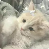arii