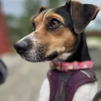 Sigma boy  o,boy (kakerilboysa)