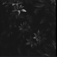 Mystery_Person_Robinson (robinson7thgrade)