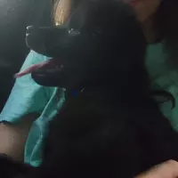 spookyandhauntthedogs