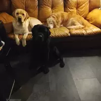 Wesleynincon (hella)