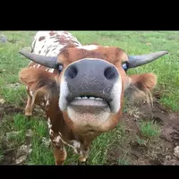 Wesleynincon (hella)