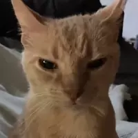 zen