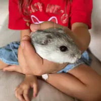 sigmahamster1234