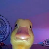 kawaiikiwi
