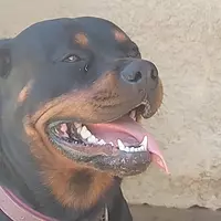 bigboylogan