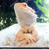 i-love-bearded-dragon