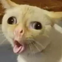 PapaGallo (noncommittalsituation)