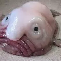 BLOBBYBUG123