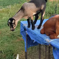 goats