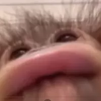 theMonkeyBob