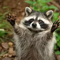 raccoon