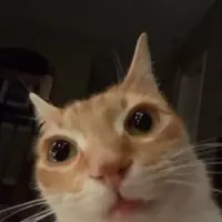 HELLOTUNA