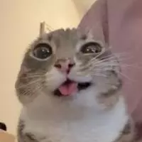 JUSTALILPOTATO (justalilfart)
