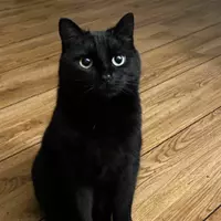 AliL