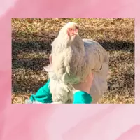 Thechickenloveranddance (resolvabledrought)