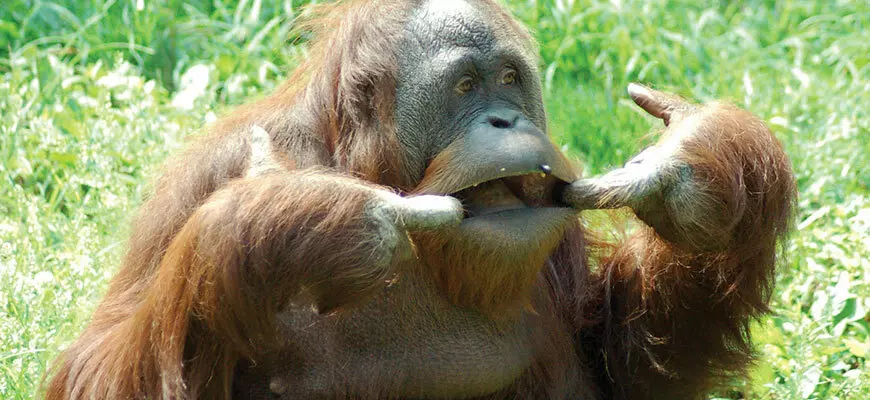 orangutanman69 profile