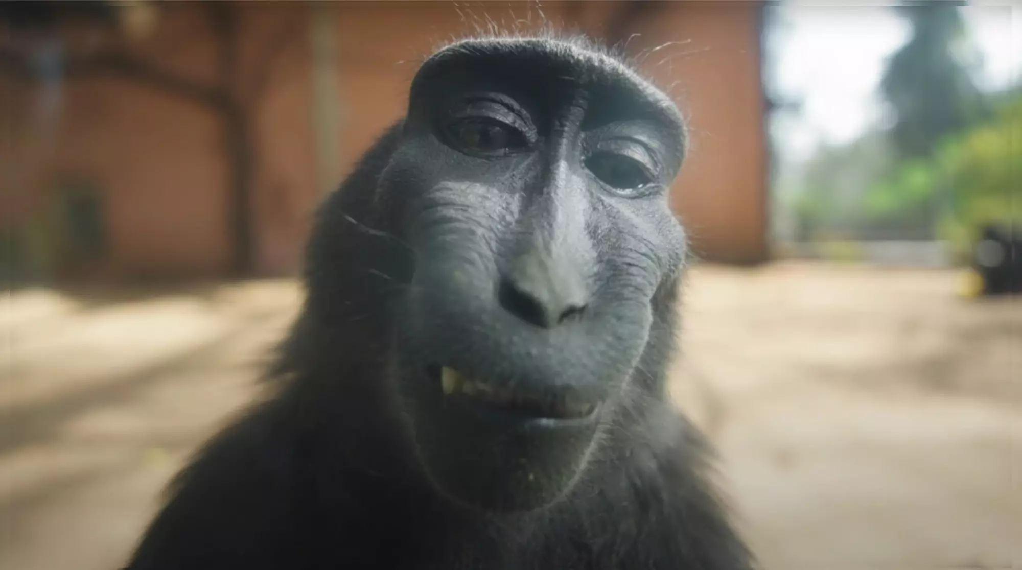 therizzmonkey profile