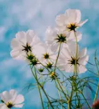 norathexplora profile