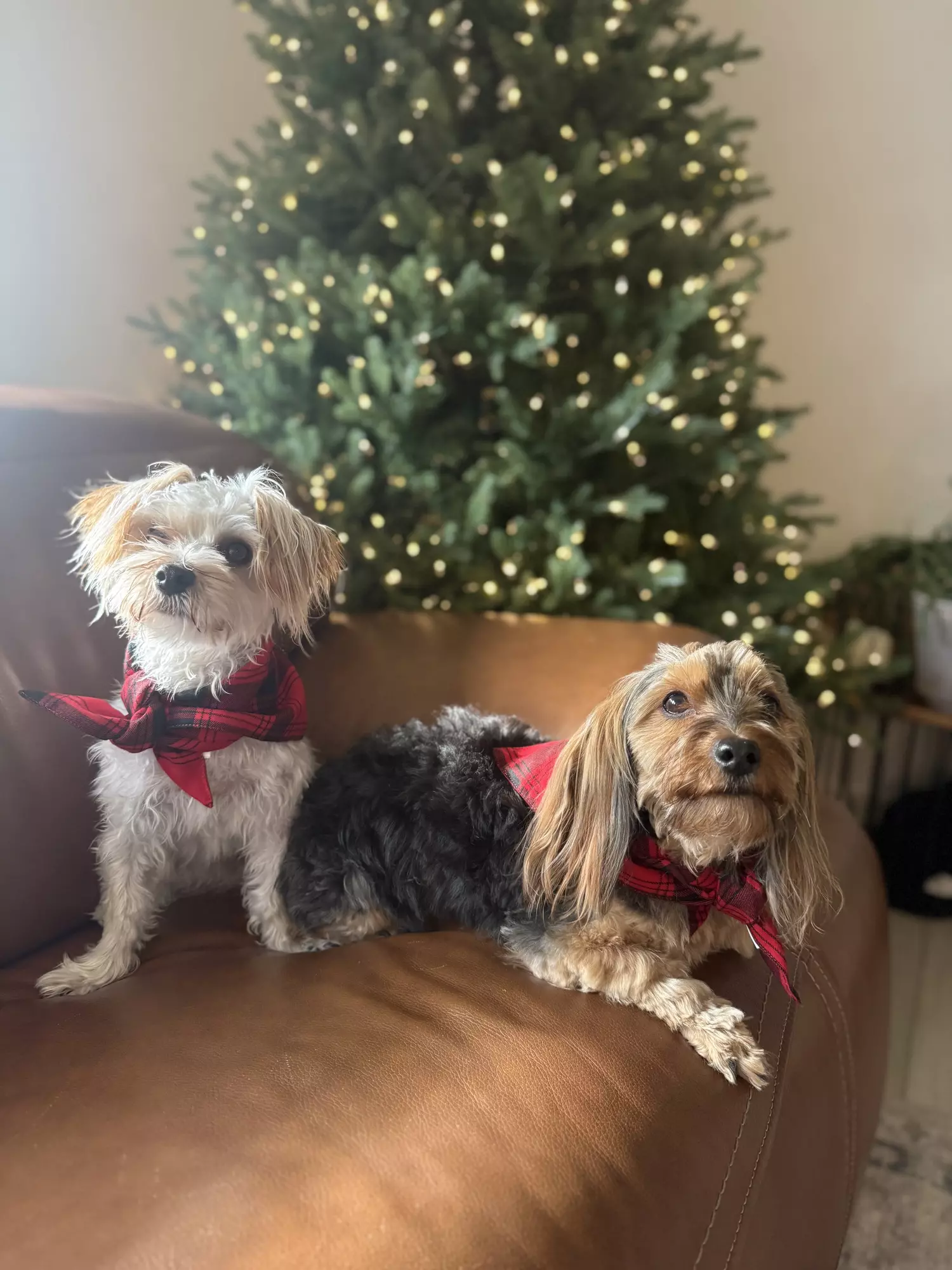 untidydetergent profile