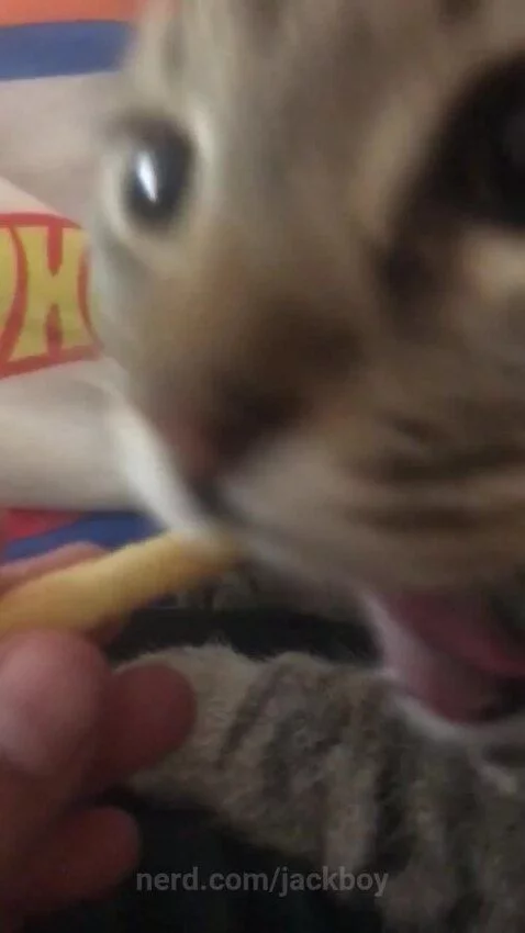 my cat consumed my french fry 🍟 by jackboy