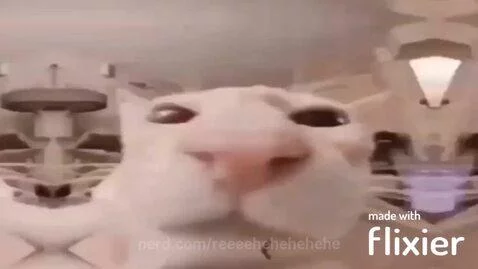 POV:you give ur cat some catnip....... by reeeehehehehehe