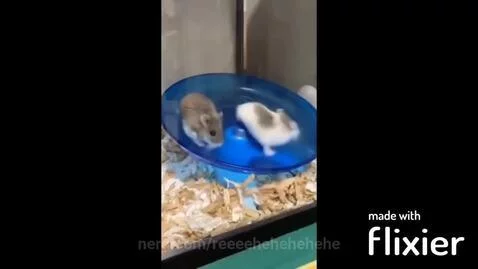 HAMPTER :) by reeeehehehehehe