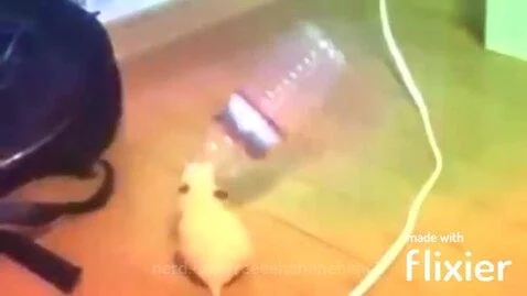 EVEN MORE HAMPTER!!!!!!! by reeeehehehehehe