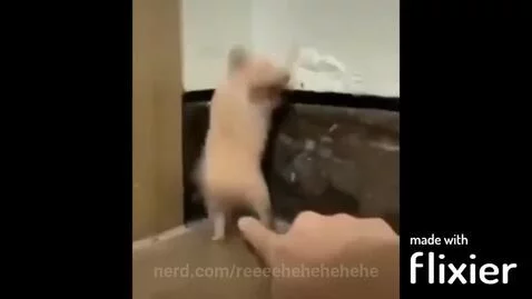 SOOOOOO MUCH HAMPTERRRRRRRRRR by reeeehehehehehe