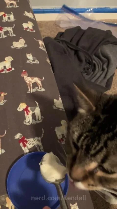 My kitty loves frosting by kendall
