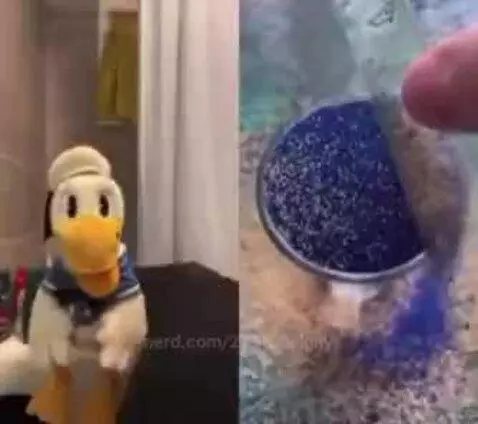 donald by 2131coolguy