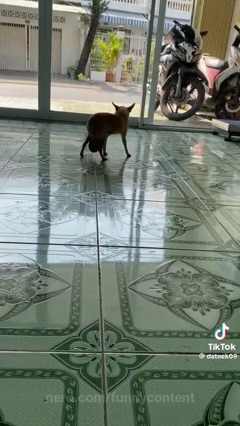 Video by funnycontent