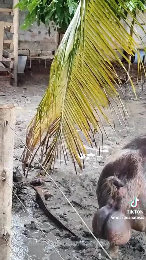 Big balls by funnycontent