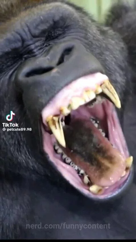 Monkey by funnycontent