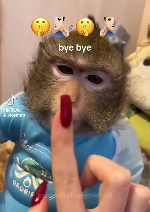 Monkey by funnycontent