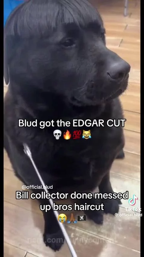 Edgar by funnycontent