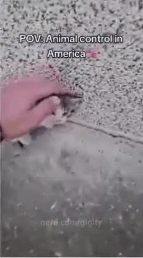 Video by gigity