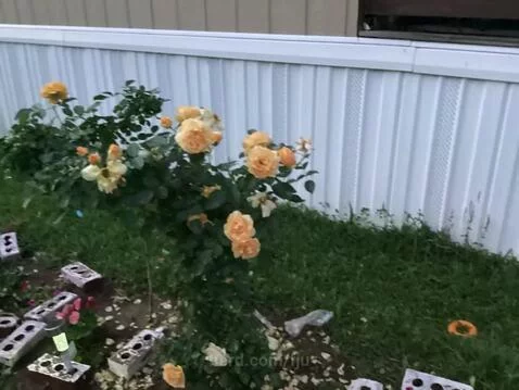 This is my favorite flowers on my yard. by fju