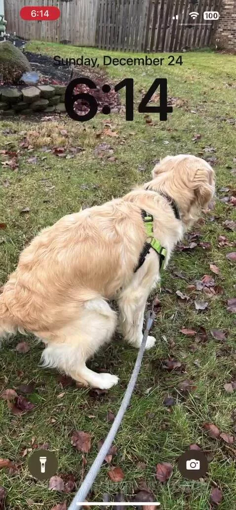 dog, pooping, homescreen by bighairyman5