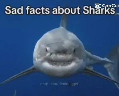 Posting random memes til I hit 1k followers by dinonugget