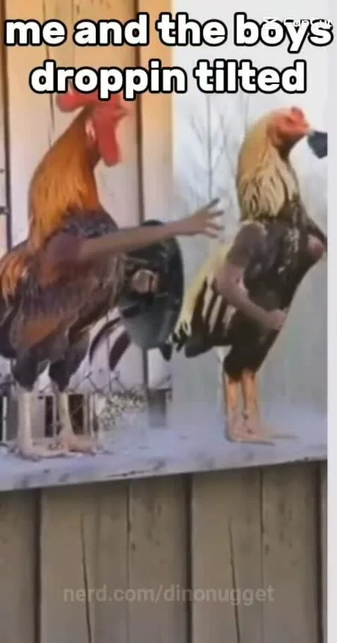 Posting random memes til I hit 1k followers by dinonugget