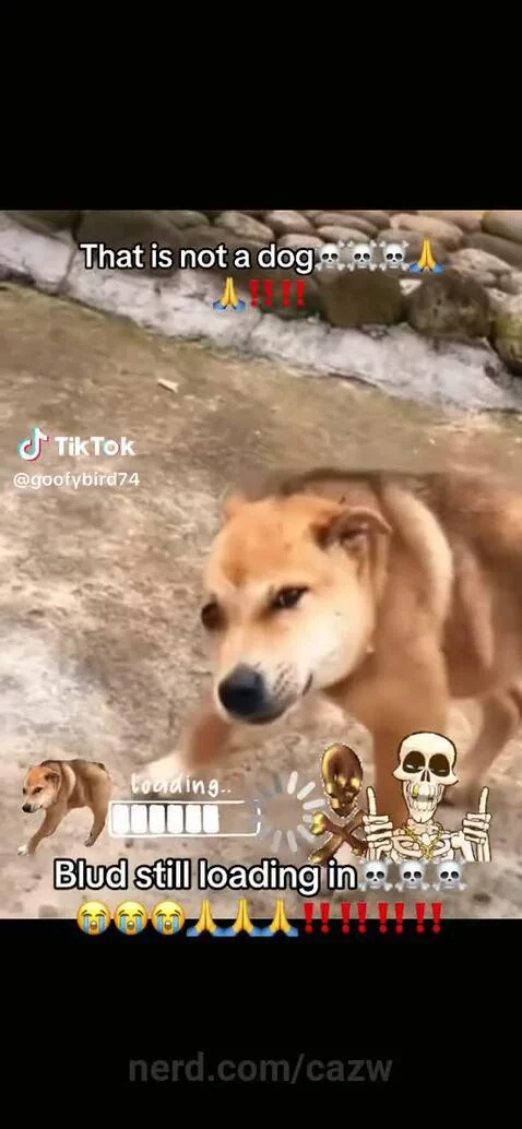 dog, fyp, fryoupage by cazw