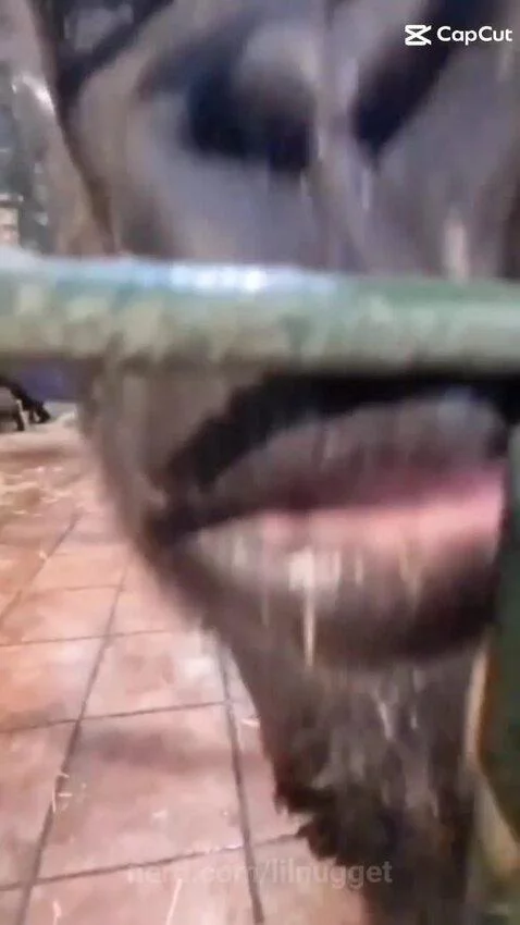 Video by lilnugget