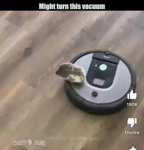 Hedgehog on a roomba (volume on) by chunkamonka