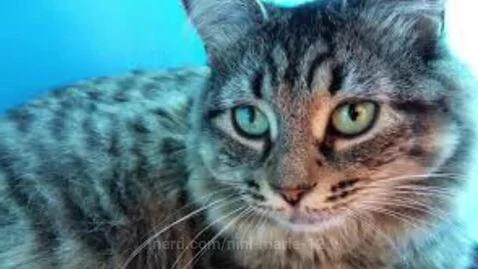 Video by nini-marie-12