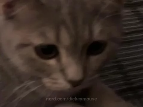 Cat by dickeymouse
