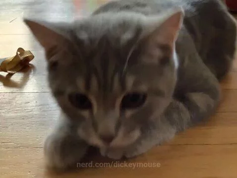 Cat by dickeymouse
