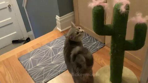 Cat by dickeymouse